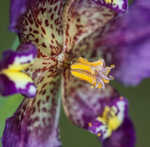 Propeller flower